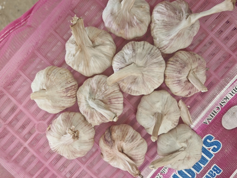 河南【紫皮大蒜】手挑精品/50—70/诚信经营/产地直发