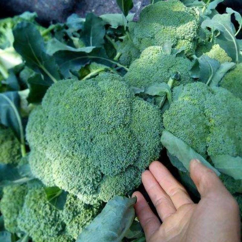 西兰花耐寒优秀西兰花产地看货论价保质保量支持发货