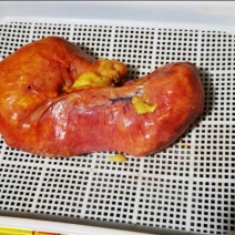 鸡宝精美鸡宝价钱可谈可以视频看货欢迎联系