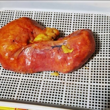 鸡宝精美鸡宝价钱可谈可以视频看货欢迎联系
