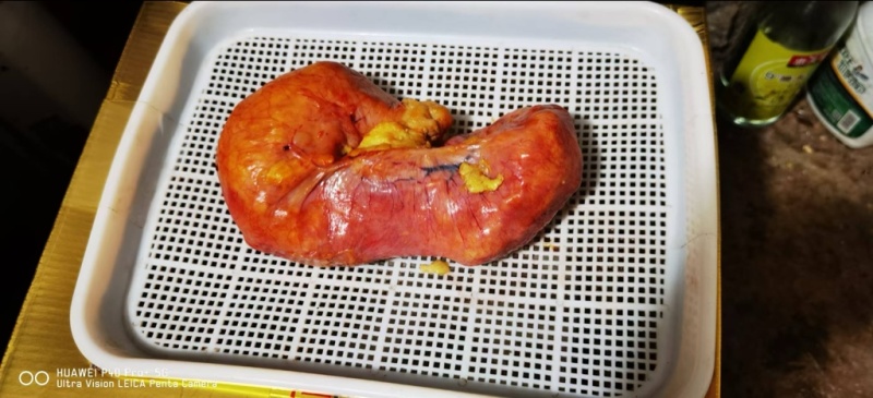 鸡宝精美鸡宝价钱可谈可以视频看货欢迎联系