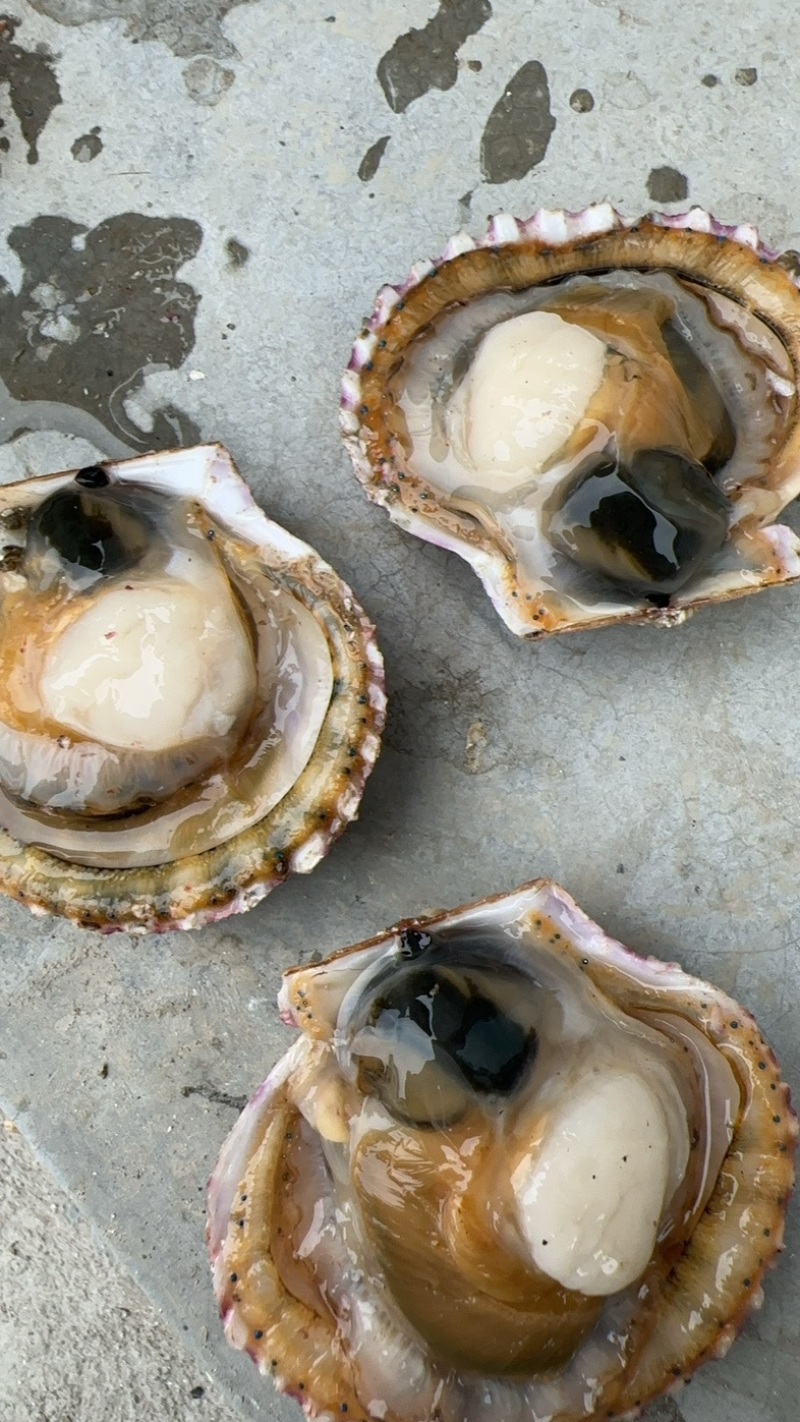 扇贝，港湾贝，小红贝
