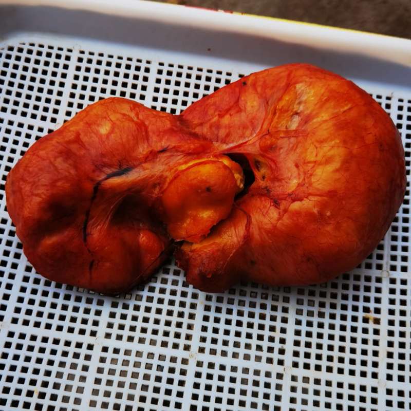 鸡宝精品鸡宝农户一手货源可以视频看货价钱可谈