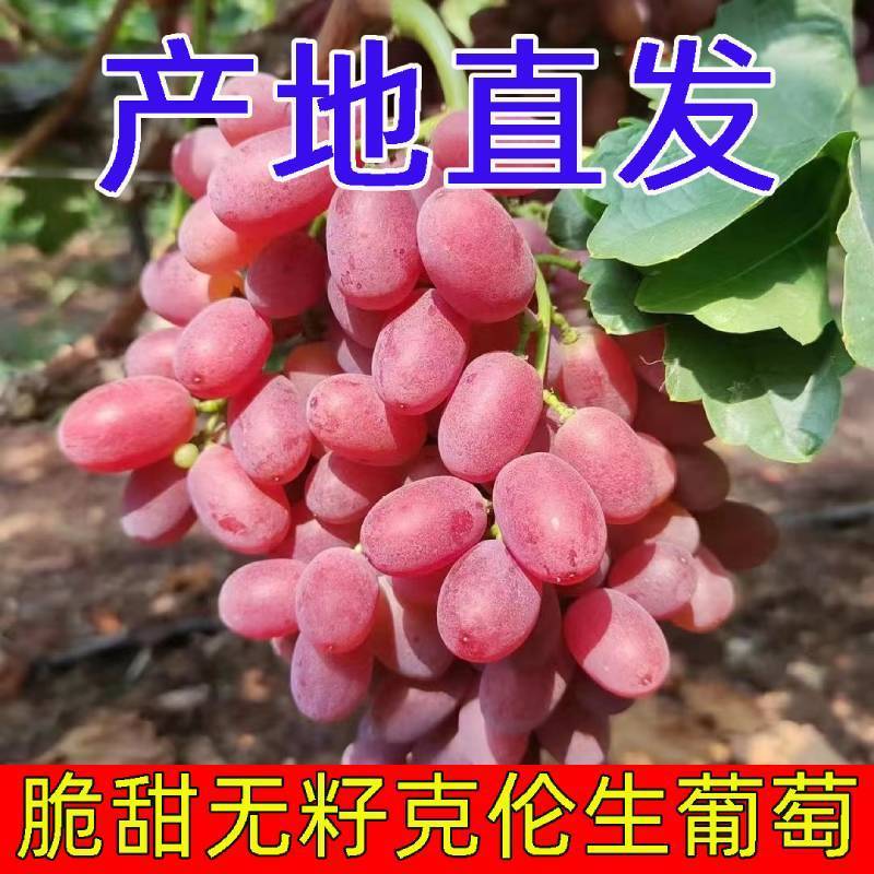 克伦生皮薄肉厚营养丰富粒大无核香甜多汁晶莹剔透