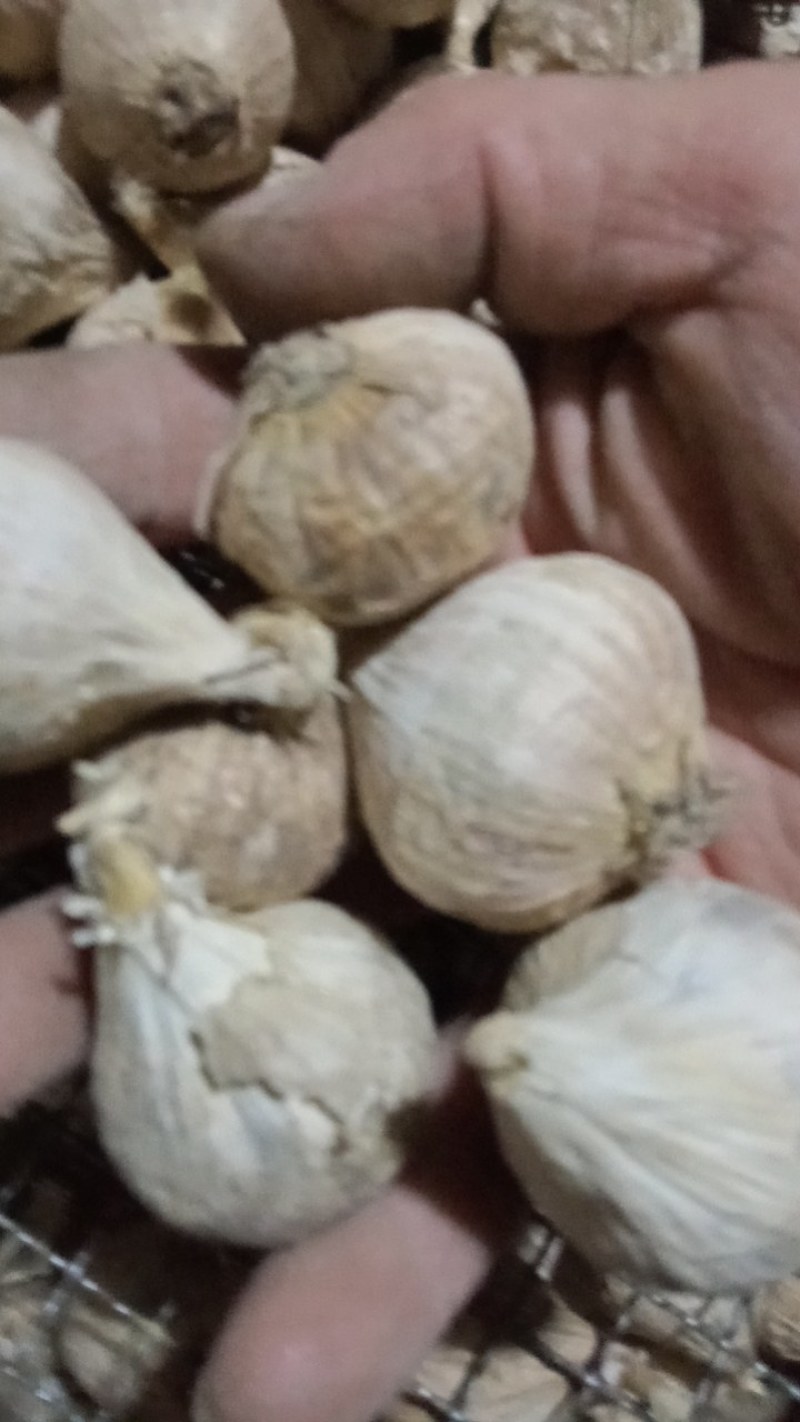 辽宁开原老城老品种紫皮独头蒜