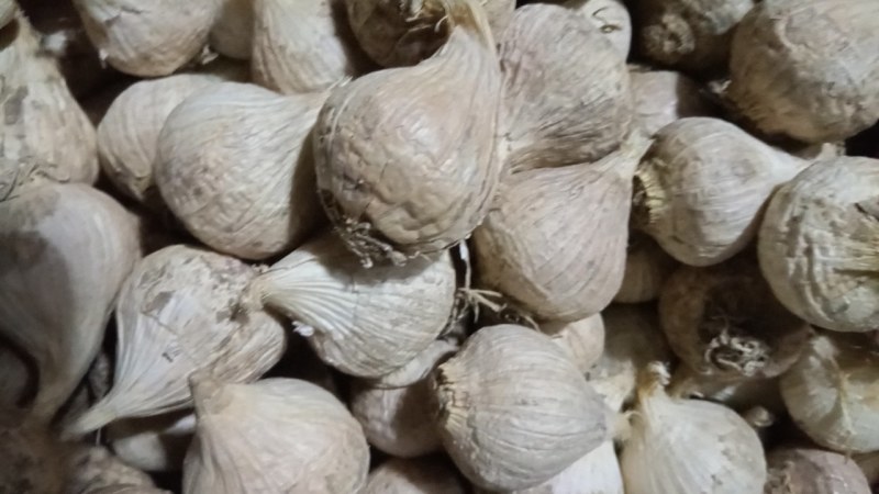 辽宁开原老城老品种紫皮独头蒜