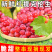 克伦生皮薄肉厚，营养丰富，粒大无核，香甜多汁，晶莹剔透