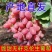 克伦生皮薄肉厚，营养丰富，粒大无核，香甜多汁，晶莹剔透
