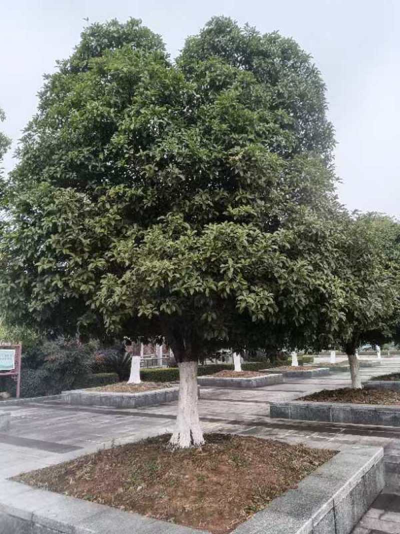 【桂花树】精品桂花树基地直发欢迎看货