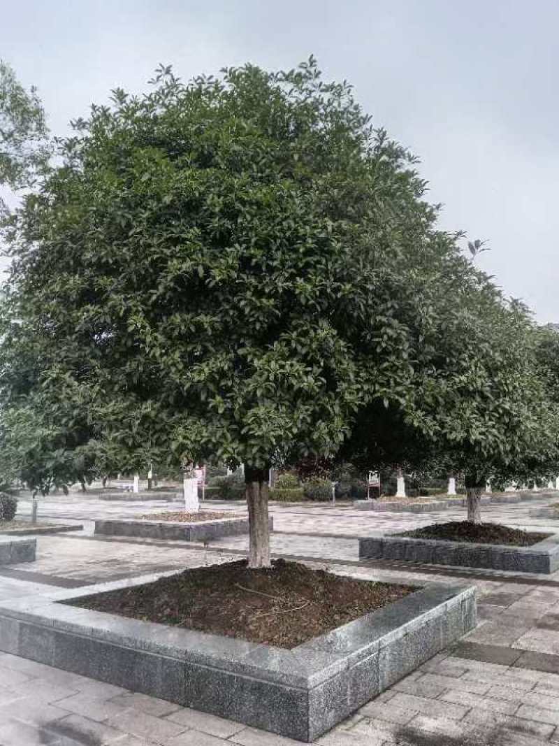 【桂花树】精品桂花树基地直发欢迎看货
