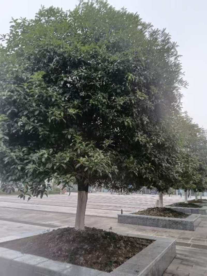 【桂花树】精品桂花树基地直发欢迎看货