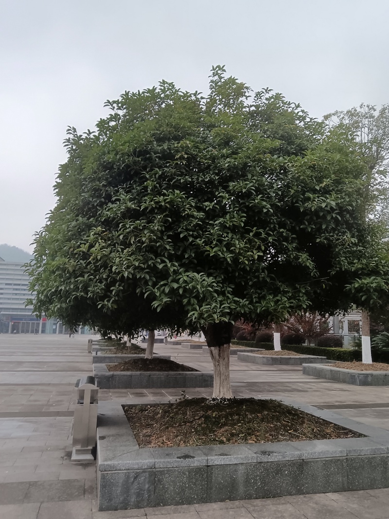 【桂花树】精品桂花树基地直发欢迎看货