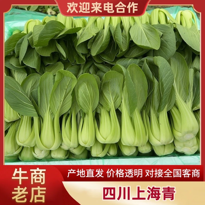上海青，小油菜，四川陆地菜上市，欢迎来电咨询。
