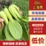 上海青，油菜，四川，陆地，大量上市，欢迎咨询。