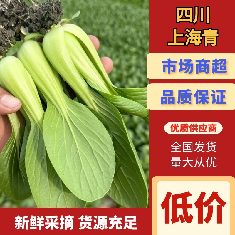 上海青，小油菜，四川，陆地大面积上市。