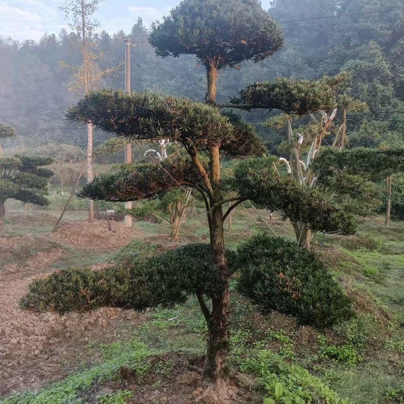 造型精品罗汉松和打好包出售造型罗汉松苗木！