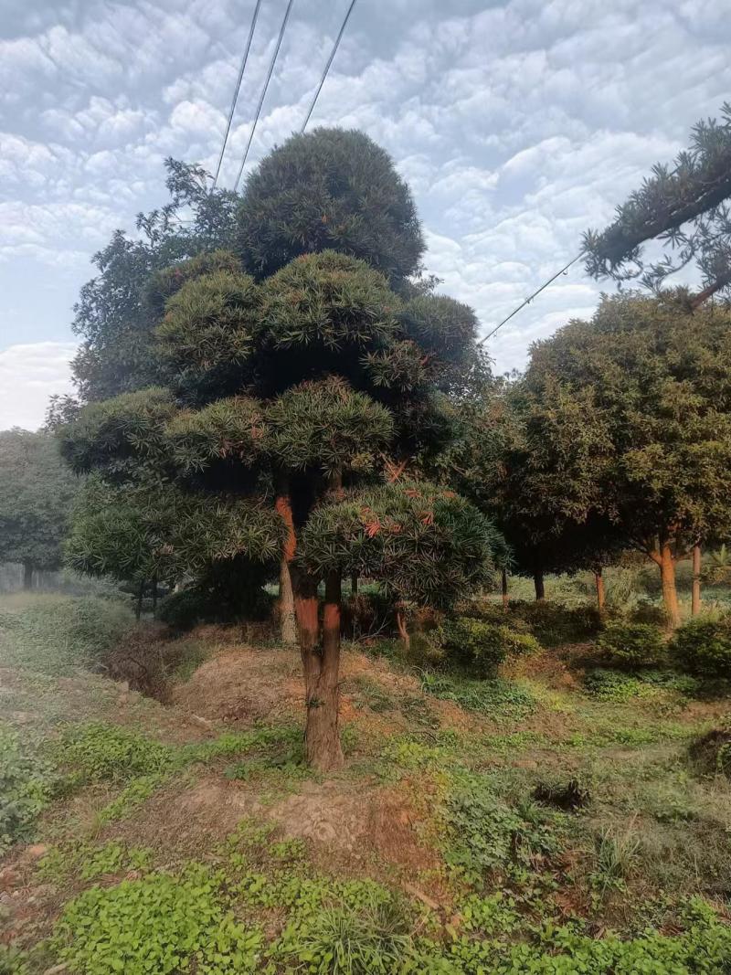 造型精品罗汉松和打好包出售造型罗汉松苗木！