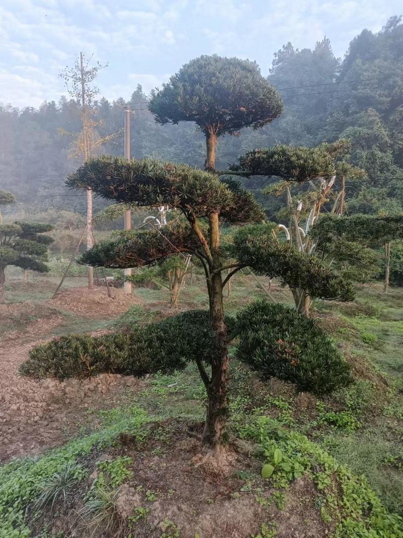 造型精品罗汉松和打好包出售造型罗汉松苗木！