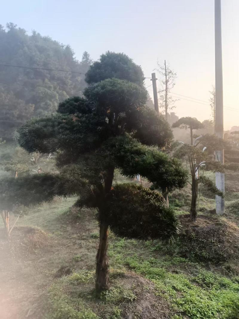 造型精品罗汉松和打好包出售造型罗汉松苗木！