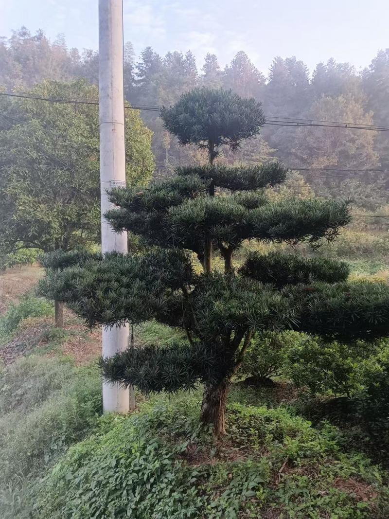 造型精品罗汉松和打好包出售造型罗汉松苗木！