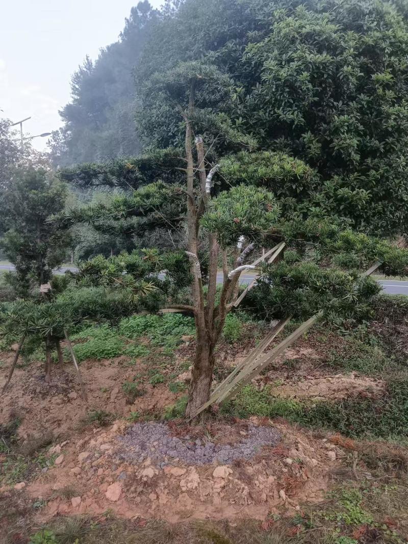 造型精品罗汉松和打好包出售造型罗汉松苗木！