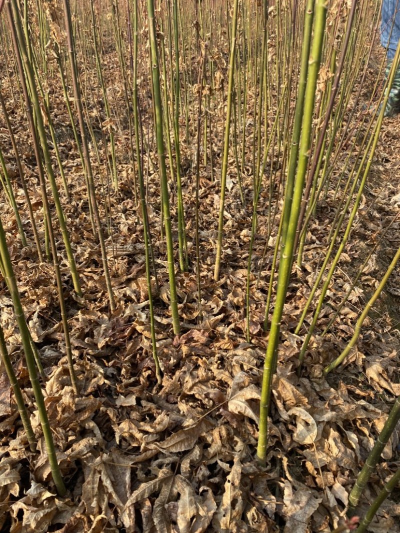 地径0.6青枫小苗出售，根系好，品质高，价格优，批发走量