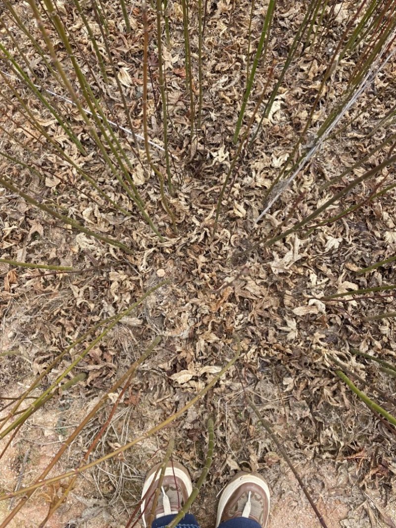 地径0.6青枫小苗出售，根系好，品质高，价格优，批发走量