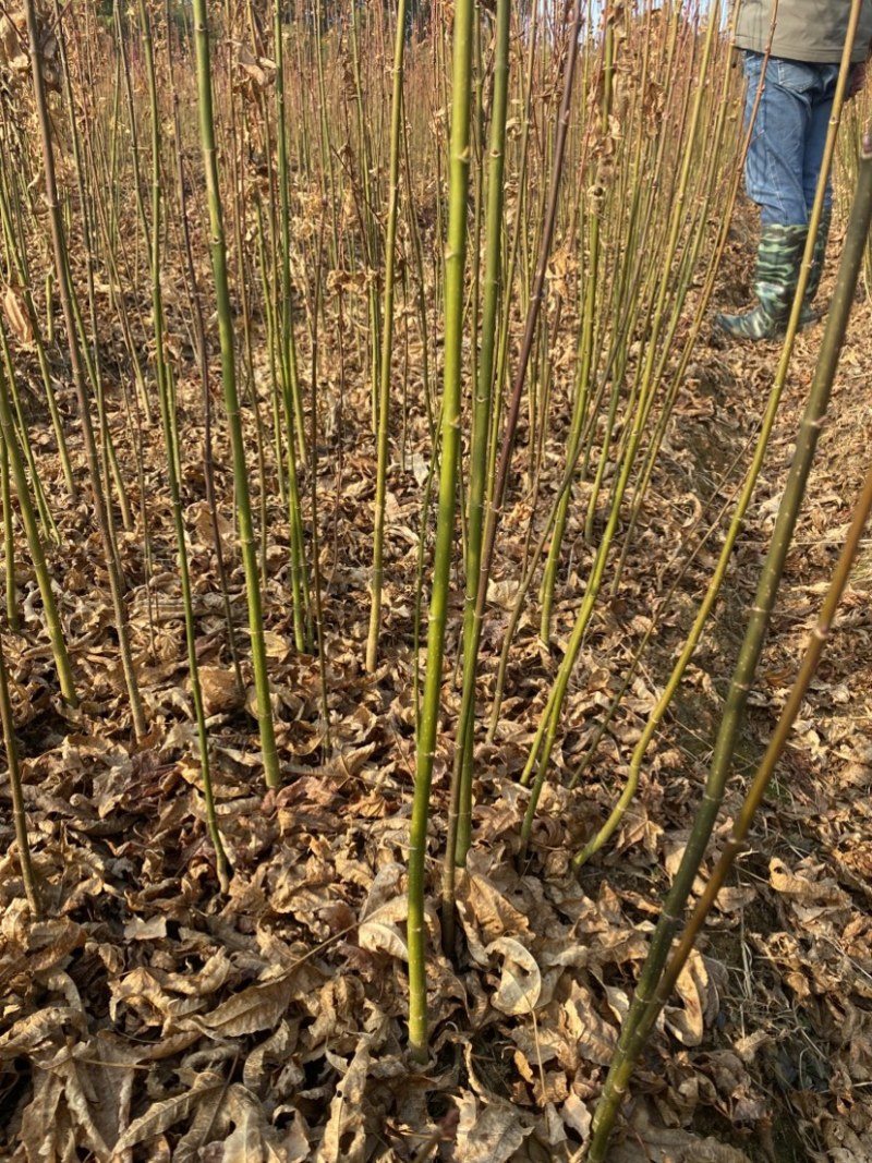 地径0.6青枫小苗出售，根系好，品质高，价格优，批发走量