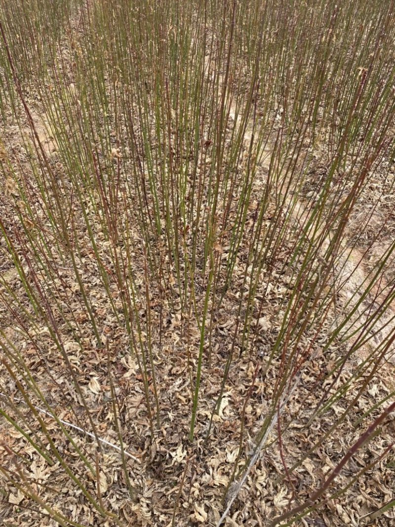 地径0.6青枫小苗出售，根系好，品质高，价格优，批发走量