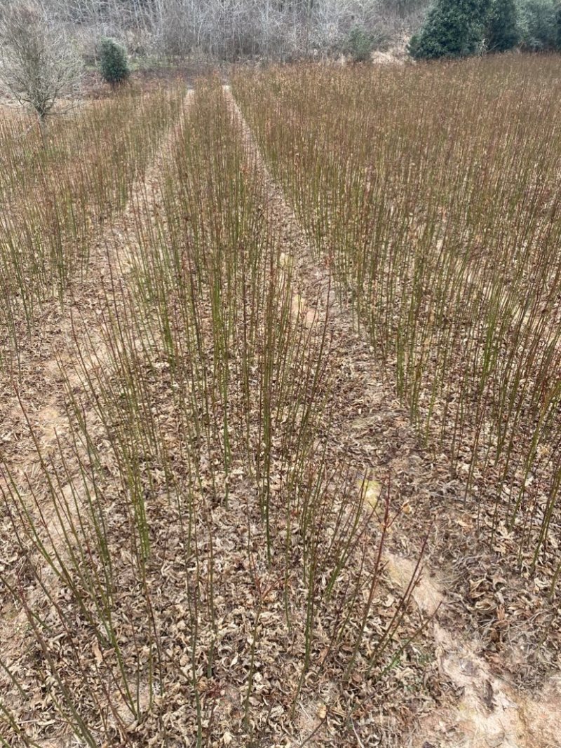 地径0.6青枫小苗出售，根系好，品质高，价格优，批发走量