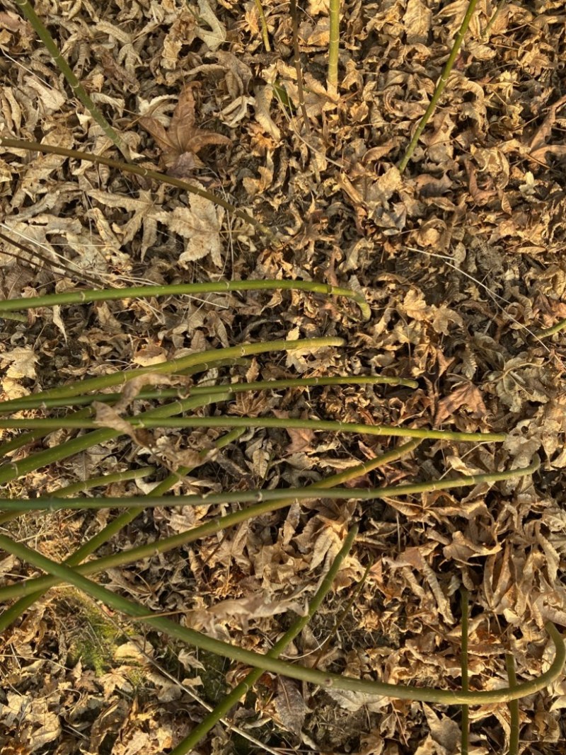 地径0.6青枫小苗出售，根系好，品质高，价格优，批发走量