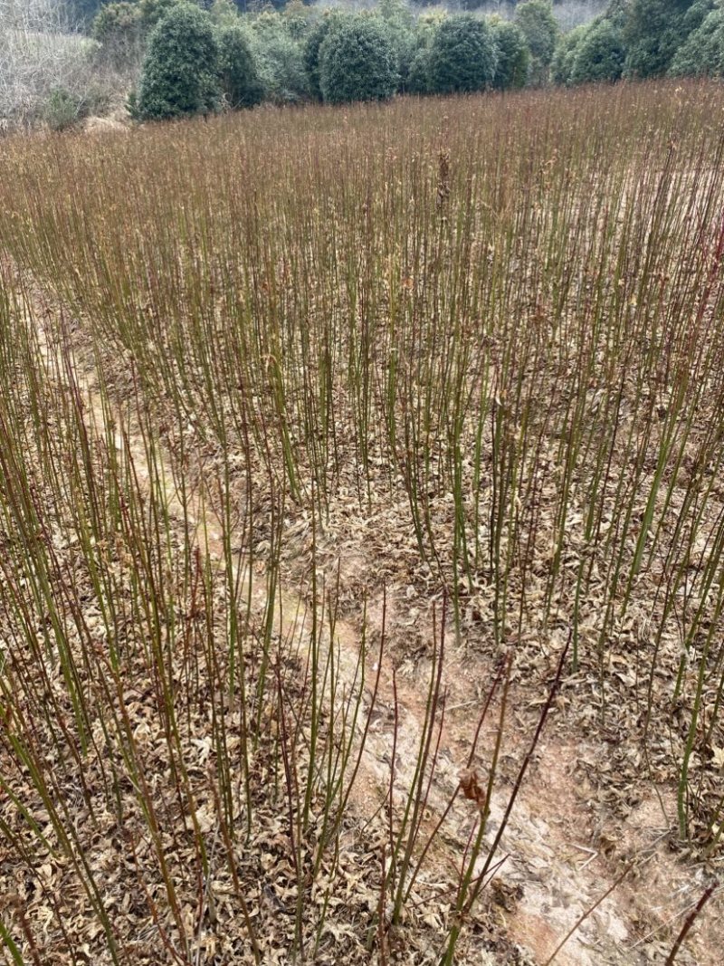 地径0.6青枫小苗出售，根系好，品质高，价格优，批发走量