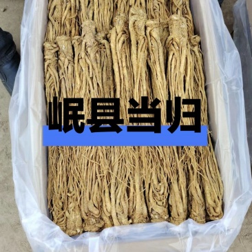 岷县原产地当归，可在线下单，可电话沟通看货，价格规格齐全
