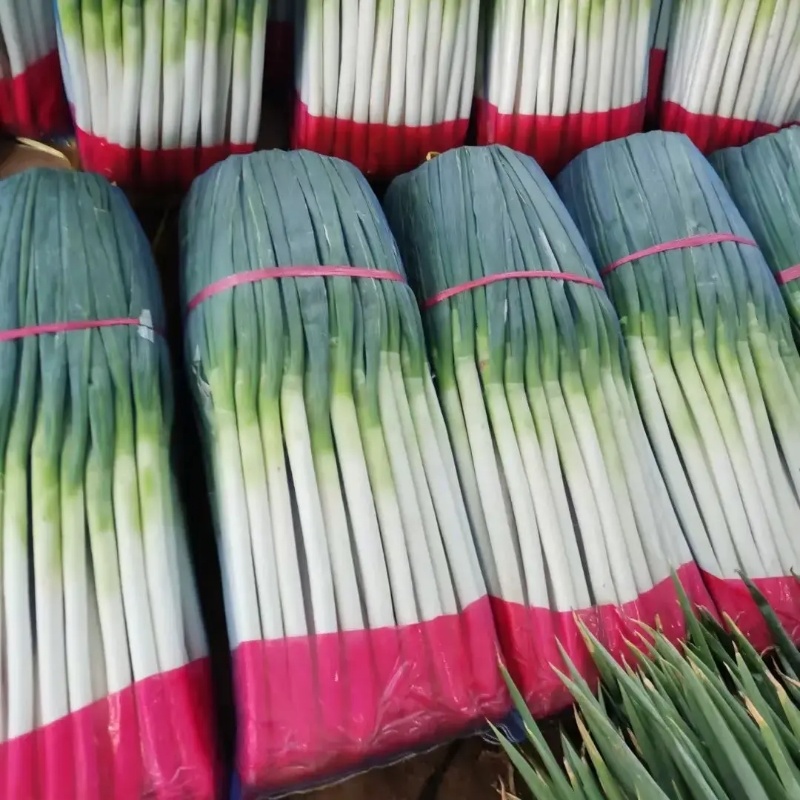 精品铁杆大葱产地直发品质保证量大从优一手货源