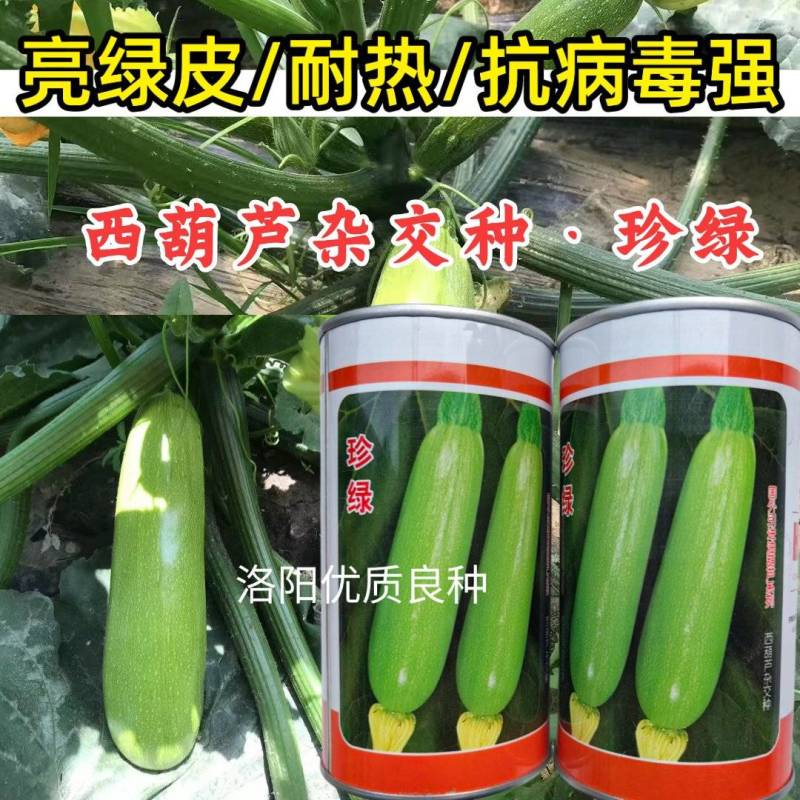 珍绿西葫芦种子种籽抗病毒翠绿油亮型耐热春秋大棚越夏茄瓜种