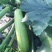 珍绿西葫芦种子种籽抗病毒翠绿油亮型耐热春秋大棚越夏茄瓜种