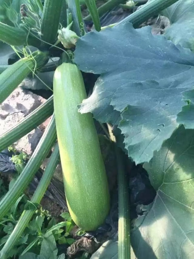 珍绿西葫芦种子种籽抗病毒翠绿油亮型耐热春秋大棚越夏茄瓜种