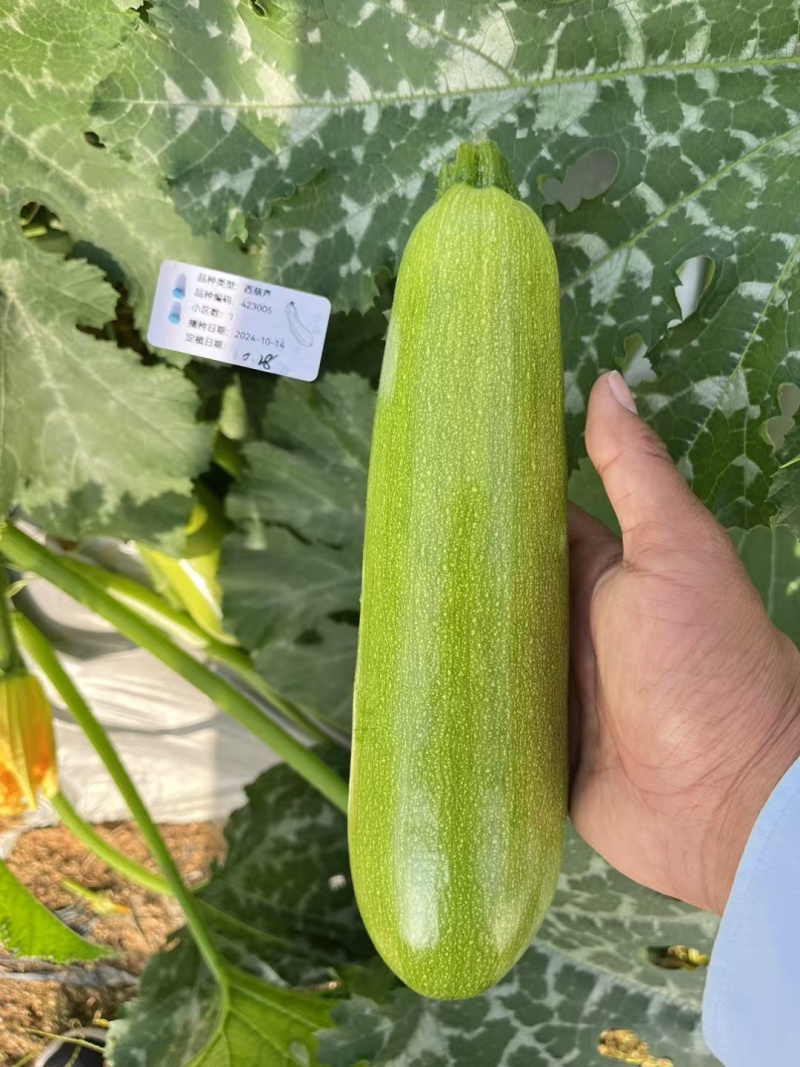 珍绿西葫芦种子种籽抗病毒翠绿油亮型耐热春秋大棚越夏茄瓜种