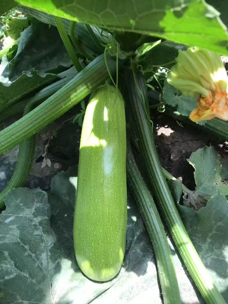 珍绿西葫芦种子种籽抗病毒翠绿油亮型耐热春秋大棚越夏茄瓜种