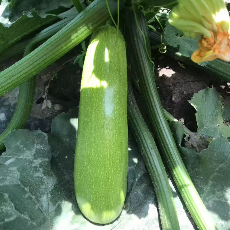 珍绿西葫芦种子种籽抗病毒翠绿油亮型耐热春秋大棚越夏茄瓜种