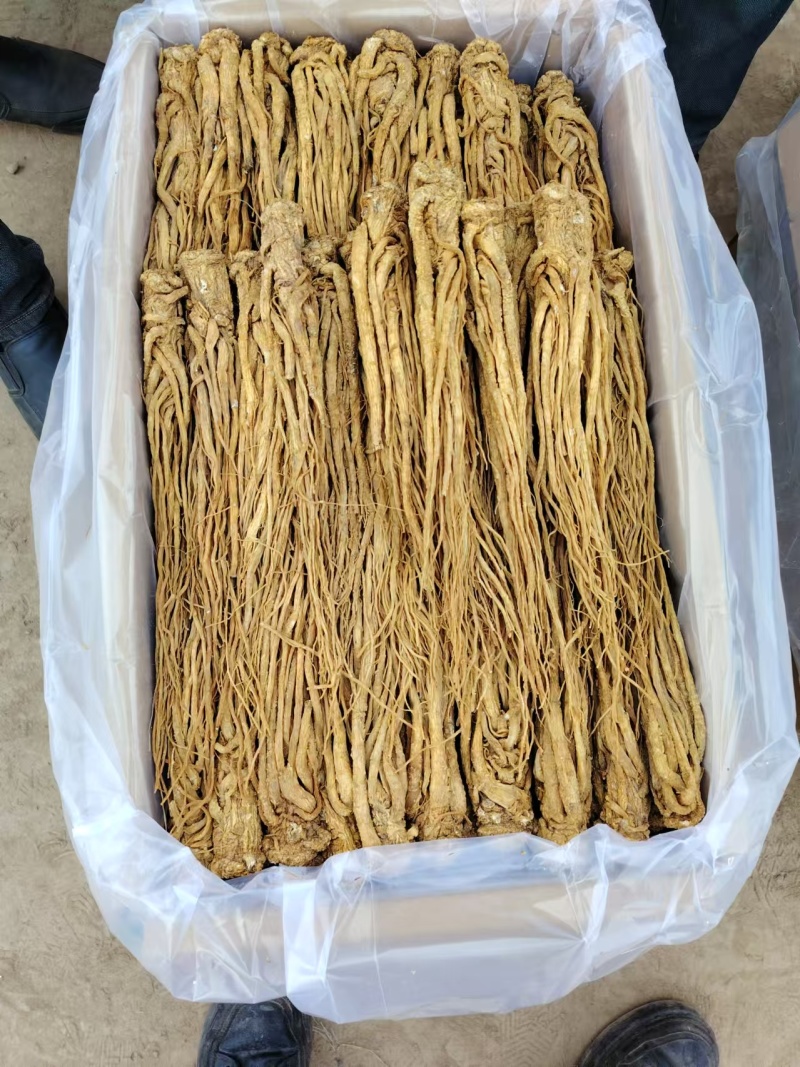 岷县水洗黄优质当归，可在线下单，可电话联系视频，线下看货