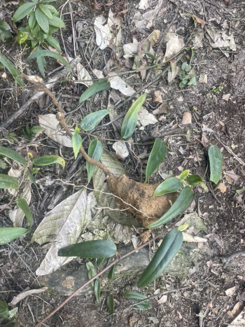 红茯苓
