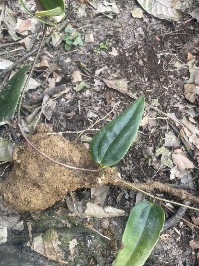 红茯苓