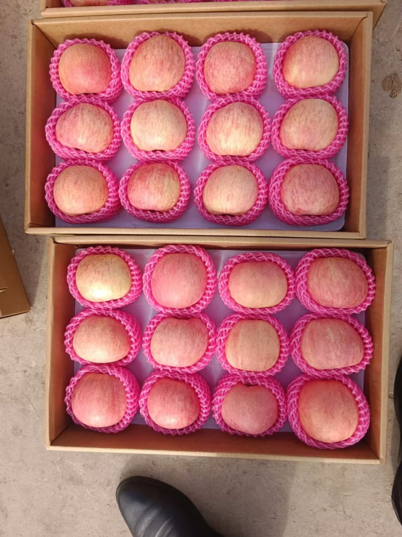 红富士苹果脆甜多汁果园直发精选大果量大从优