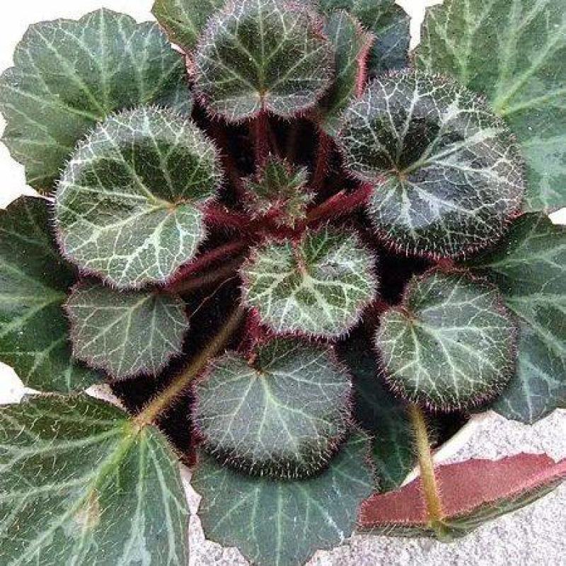 野生虎耳草中药材，盆景盆花