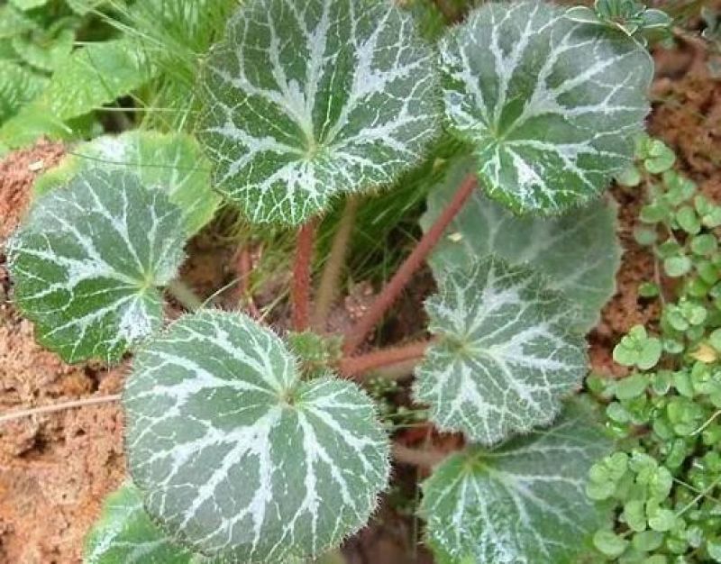 野生虎耳草中药材，盆景盆花