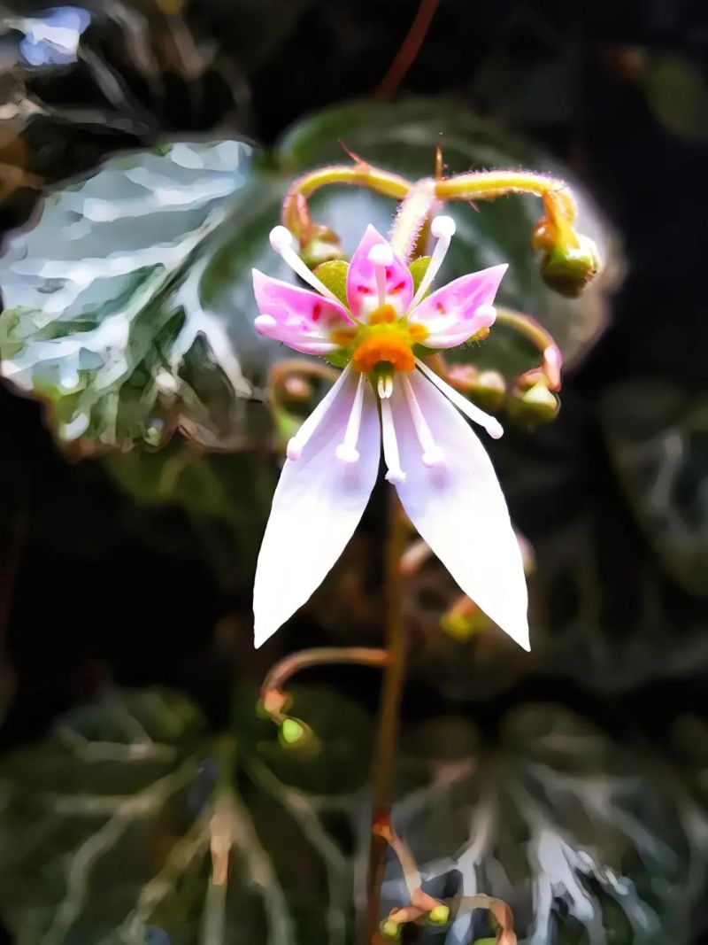 野生虎耳草中药材，盆景盆花