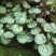 野生虎耳草中药材，盆景盆花