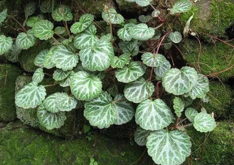 野生虎耳草中药材，盆景盆花