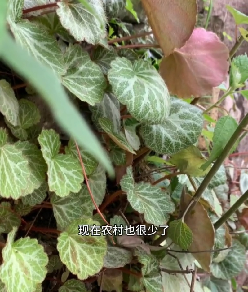 野生虎耳草中药材，盆景盆花